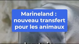 Quel avenir pour les animaux de Marineland [upl. by Loma]