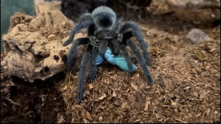 Hornworm tarantula feeding [upl. by Atlanta]