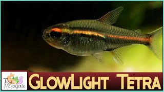 All About Glowlight Tetra Tiny Darling of the Tank [upl. by Yenitirb]