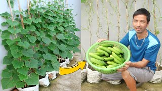 Amazing Idea  Growing Cucumber from Seed at Home  Grow Cucumbers in Sacks [upl. by Mert]