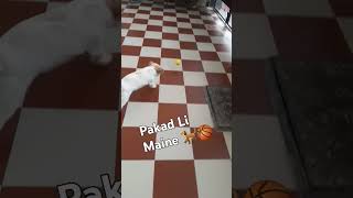 Pakad li h 🐕 shihtzu playinggames trending doglover ❤️cute [upl. by Ecerahc]