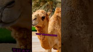 Do you know about dromedary camels and bimodal camelsClick on the description [upl. by Lubin264]