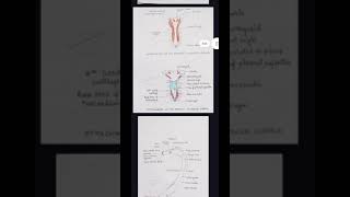 PRACTICAL FILE  DIAGRAM OF THORAX ANATOMY  MBBS  LUNGS  HEART  VESSELS [upl. by Ulita532]