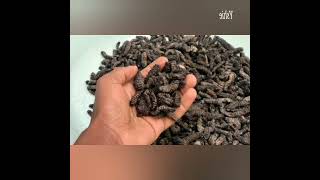 Mopane Worms 🇿🇼🇿🇼🇿🇼 [upl. by Nevs]