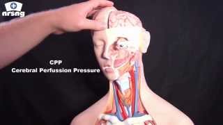 Cerebral Perfusion Pressure CPP  Regulation  Calculation [upl. by Gnolb161]