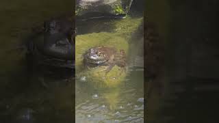 Bullfrog in My Pond [upl. by Lathe]