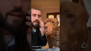 IAGO O ROCCO dogs prank smile entartenment [upl. by Phelgon]