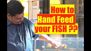 How to Hand Feed Aquarium Fish   All Aquarium Fish  Mayur Dev Aquascaper 4K [upl. by Iphigenia]