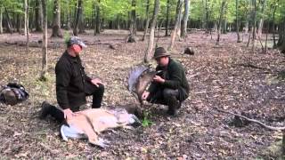 Hunting fallow buck in Hungary with Australian Hunting Consultants [upl. by Wildermuth996]