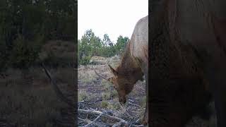 Spike Elk Up Close animals trailcamera wildanimals nature trailcamfootage wildlife trailcam [upl. by Yatnohs368]