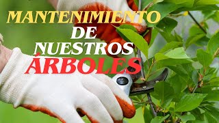 MANTENIMIENTO DE NUESTROS ÁRBOLES bonsái arboles naturaleza plantas [upl. by Kariotta]