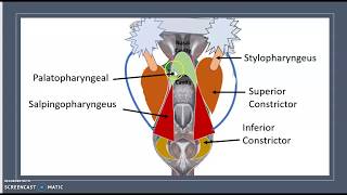 Pharyngeal muscles Pharynx anatomy Paroi Innervation Swallowing Deglutition USMLE NCLEX 3 minutes [upl. by Ailedroc854]