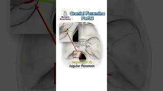 Cranial foraminaPart2 anatomy cranialnerves cranium bones nerve drawing medicalstudent [upl. by Adnicaj803]