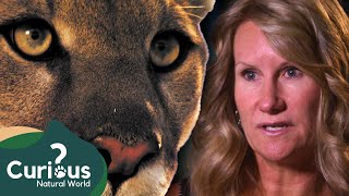 A Life And Death Struggle With A Cougar  Human Prey  Curious Natural World [upl. by Ailla]