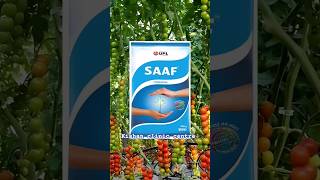 Upl Saff fungicide  साफ फंगीसाइड के उपयोग।Carbendazim 12Mancozeb 63 Wp [upl. by Leidag]