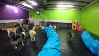 Dogtopia of Raleigh  Tunnel Tuesday March 2015 [upl. by Cammi180]