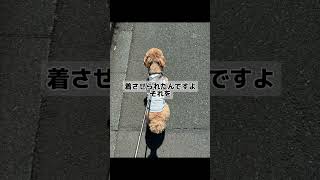 お手軽にマッチョになれるひろゆき 筋肉 ひろゆきメーカー 犬のいる暮らし いぬのいる生活 いぬ トイプードル デカプー [upl. by Ahtar]