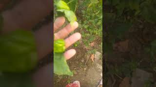 U morok yam panba thum happa King chilli plant kingchilli chilli plant [upl. by Eelirrem772]