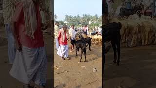 மேச்சேரி ஆடு சந்தை  சேலம் கருப்பு ஆடு  Sheep Market  Goat Market  Tamilnadu  2022  Black Sheep [upl. by Boonie]