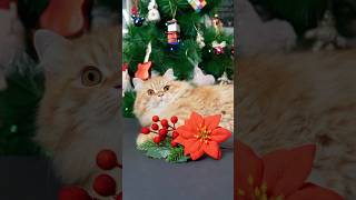 Plantas de Navidad que son peligrosas para gatos 🎄🐱 [upl. by Chatwin72]