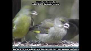 Grünfink Grünling in Gärten und Parks  Carduelis chloris [upl. by Carlynne]