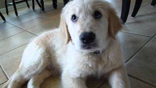 New Golden Retriever Puppy Waylons First Days at Home [upl. by Yenroc38]