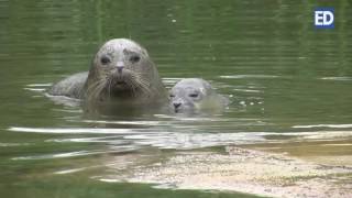 Zeehondje geboren in Dierenrijk [upl. by Pooh950]