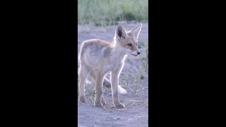 Red foxes seen in Chinas Qaidam Basin [upl. by Kallista672]