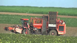 Rüben roden mit einem Holmer Terra Dos T3 in Gäuboden bei Dingolfing Landau Niederbayern Teil 33 [upl. by Tosch622]