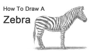 How to Draw a Zebra [upl. by Atnamas639]