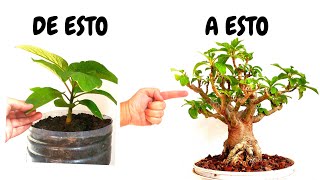 Como Hacer un Bonsái con un Ficus de Vivero PASO a PASO FÁCIL [upl. by Jeavons900]