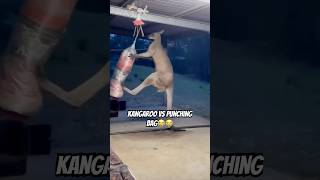 Kangaroo VS Punching Bag🦘 memes meme funny shorts [upl. by Philippe]