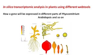 In silico transcriptomic analysis in plants  Physcomitrella  Arabidopsis [upl. by Aneekat755]