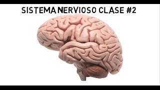 SISTEMA NERVIOSO CLASE  2 SUBDIVISIONES [upl. by Durrace]