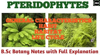 PTERIDOPHYTES  General Characteristics Habit Habitat Life Cycle Examples  Bsc botany Notes [upl. by Eelhsa678]