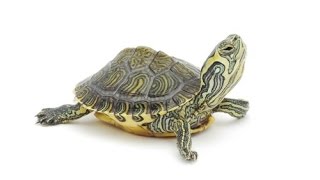 Salmonella Outbreaks Are Caused By Turtles How To Prevent Infection From Your Turtle [upl. by Delanos424]