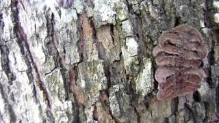 Hag Moth Caterpillar Phobetron pithecium [upl. by Kosse]