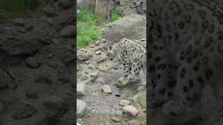 What is so special about snow leopard paws [upl. by Paulson]