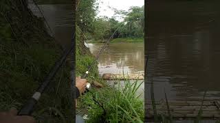 Gagal Strike saat mancing ikan baung di sungai fishing mancingbaungbabon mancing [upl. by Ayotas]