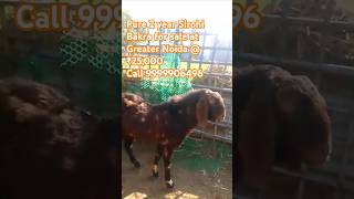 Pure Breed Sirohi Bakra Sale sirohi bakra sale bakramandi greaternoida [upl. by Okiam]