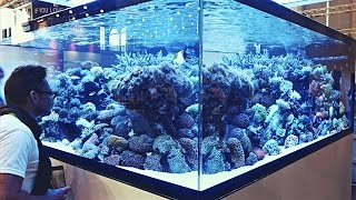 Aquascaping Ideas from Interzoo2016 [upl. by Isbella452]