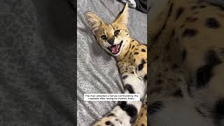 The man adopted a Serval cat found by the roadside leopard cat short [upl. by Ssej]