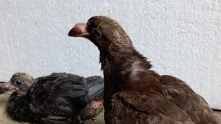 Pigeon baby hand feeding live🔴 [upl. by Sucramej]