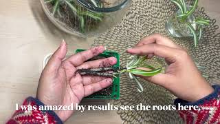 How to Propagate Spider Plant  Results [upl. by Iduj]