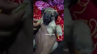 🤣 Halka Ma Mat Le Beta 🤣 comedy comedyvideo dubb funnyvideo trending voice [upl. by Acinemod]