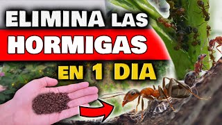 ELIMINAR HORMIGAS en las PLANTAS y DENTRO en CASA  Insecticida NATURAL para Plantas y PLAGAS [upl. by Addis521]