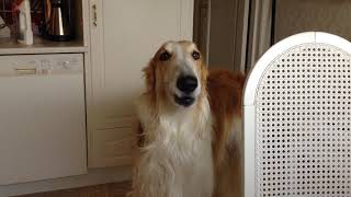 Tony the Borzoi singing [upl. by Heimlich]