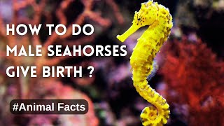 Natures Super Reproductive Force SEAHORSE  Animal Facts [upl. by Alexandr]