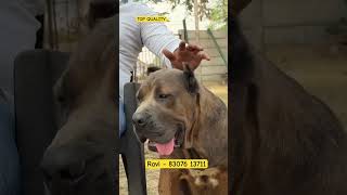 Kika The Cane Corso Dog in India 🇮🇳  Top Cane Corso Dog Kennel in India shorts dog dogs [upl. by Idnahk]