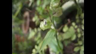 å¤§è‹žæ°´ç«¹è‘‰Murdannia Bracteata [upl. by Malcolm]